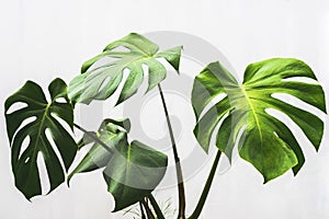 Monstera leaf , philodendron plant