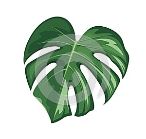 Monstera leaf, realistic design isolated on white background, vector Eps 10
