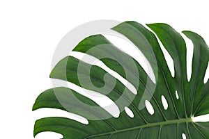 Monstera leaf, tropical evergreen plant isolated on white background