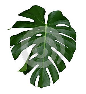 Monstera leaf, the tropical plant evergreen vine isolated on white background, clipping path