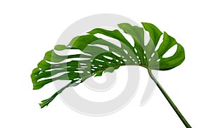 Monstera leaf, the tropical plant evergreen vine isolated on white background, clipping path