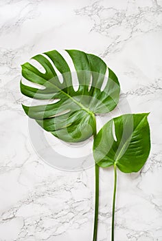 Monstera leaf tropical plant on gray marble background