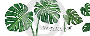 Monstera leaf vector, realistic design collections banner isolated on white background