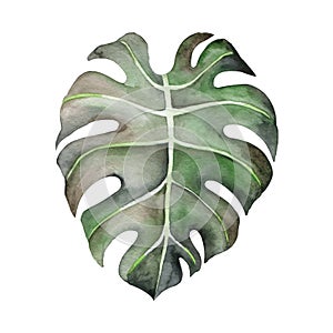 Monstera leaf. Watercolor drawing. Botany.