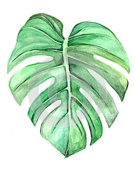 Monstera leaf watercolor drawing isolated on white background photo