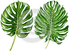 Monstera leaf watercolor illustration, isolated on white
