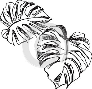 Monstera leafs hand-drawn ink sketch