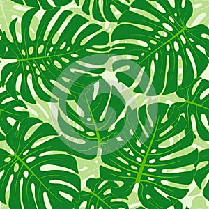 Monstera leaves background