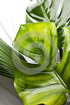 Monstera leaves closeup