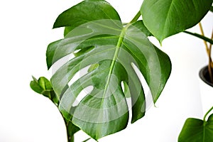 Monstera leaves decorating for composition design. Tropical,botanical nature concepts ideas.