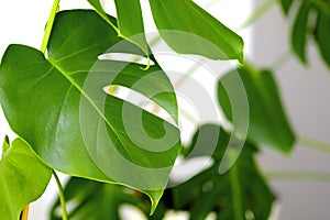 Monstera leaves decorating for composition design. Tropical,botanical nature concepts ideas.