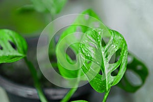 monstera leaves with dew in the pot