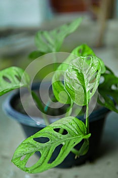 monstera leaves with dew in the pot