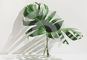 Monstera leaves in glass jug with sunlight and long shadow on wall