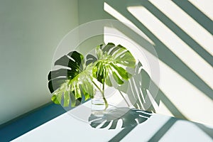 Monstera Leaves in Glass Vase with Dramatic Light and Shadow Play