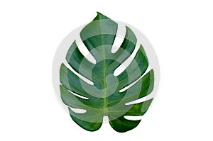 Monstera leaves leaves with Isolate on white background Leaves on white