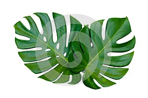 Monstera leaves leaves with Isolate on white background Leaves on white