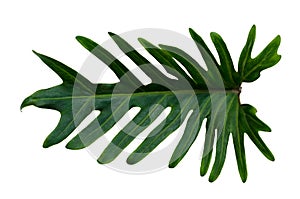 Monstera leaves leaves with Isolate on white background Leaves on white