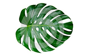 Monstera leaves leaves with Isolate on white background Leaves on white