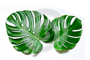 Monstera leaves leaves with Isolate on white background Leaves on white