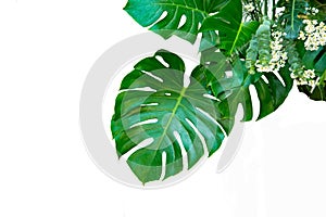 Monstera leaves leaves with Isolate on white background Leaves on white