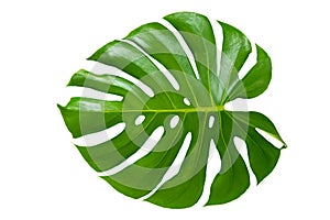 Monstera leaves leaves with Isolate on white background Leaves on white