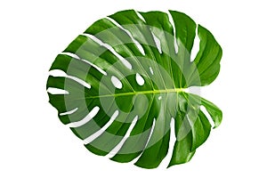 Monstera leaves leaves with Isolate on white background Leaves on white