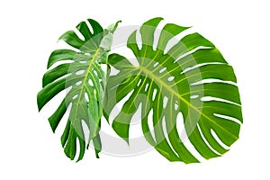 Monstera leaves leaves with Isolate on white background Leaves on white