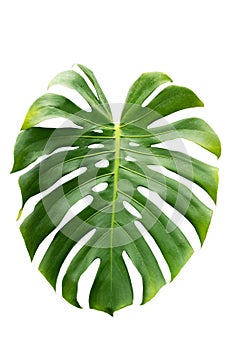 Monstera leaves leaves with Isolate on white background Leaves on white