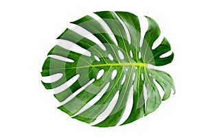 Monstera leaves leaves with Isolate on white background Leaves on white