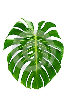 Monstera leaves leaves with Isolate on white background Leaves on white