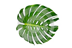 Monstera leaves leaves with Isolate on white background Leaves on white