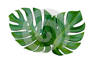Monstera leaves leaves with Isolate on white background Leaves on white photo