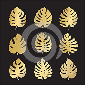 monstera leaves. set of vector color icons isolated on black background