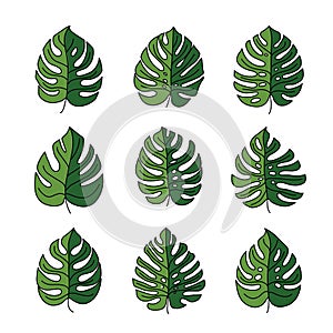monstera leaves. set of vector color icons isolated on white background