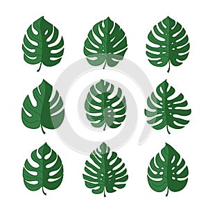 monstera leaves. set of vector color icons isolated on white background