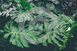 Monstera Leaves or Swiss Cheese Plant or Monstera Deliciosa in nature, tropical green leaves background, Philodendron monstera,