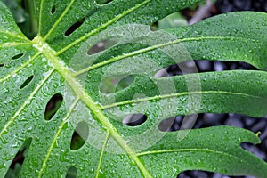 Monstera Leaves or Swiss Cheese Plant or Monstera Deliciosa in nature, tropical green leaves background, Philodendron monstera