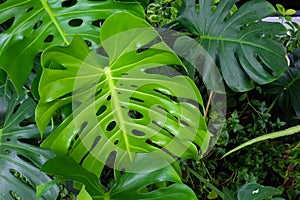 Monstera Leaves or Swiss Cheese Plant or Monstera Deliciosa in nature, tropical green leaves background, Philodendron monstera