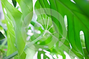 Monstera Leaves or Swiss Cheese Plant or Monstera Deliciosa in nature, tropical green leaves background, Philodendron monstera
