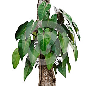 monstera leaves on tree isolate on white background