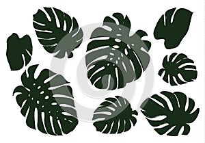 Monstera leaves of a tropical plant sketch black.