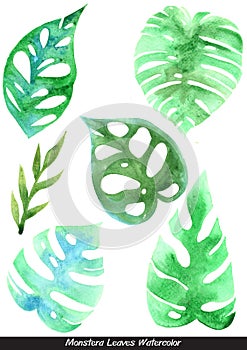 Monstera leaves watercolor illustration set for decoration on tropical garden .