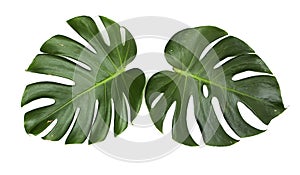 Monstera leaves On White background