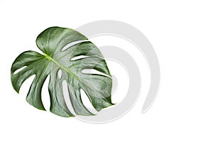 Monstera leaves On White background