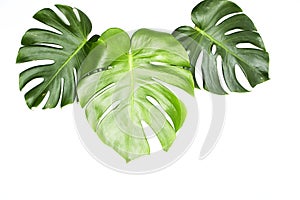 Monstera leaves On White background