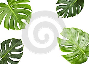 Monstera leaves On White background