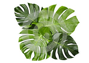 Monstera leaves On White background