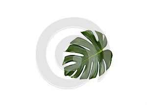 Monstera leaves On White background