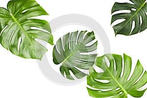 Monstera leaves On White background